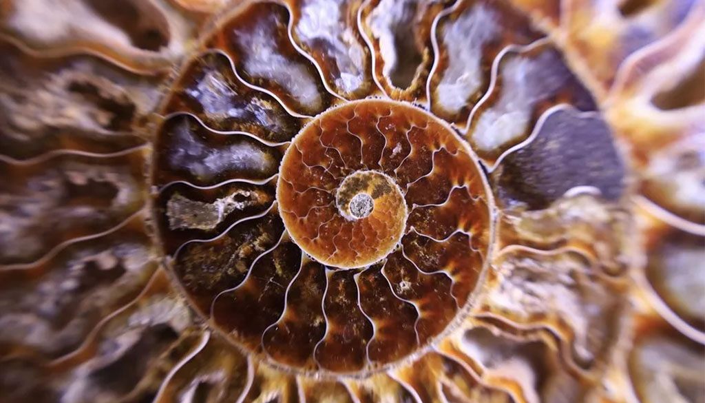 Canon RF 24-105mm F4-7.1 IS STM