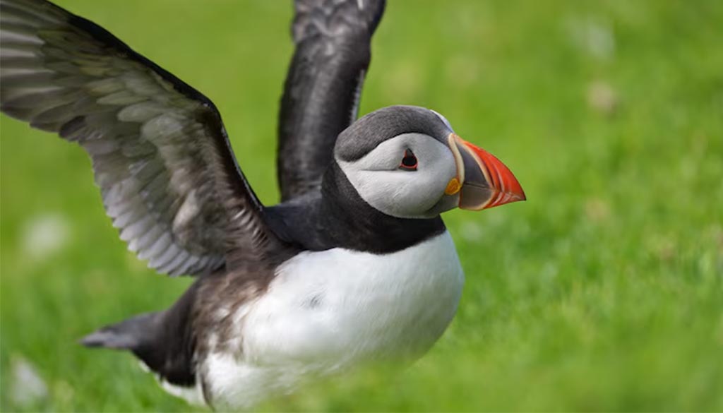 Sony FE 400mm F4.5 GM OSS