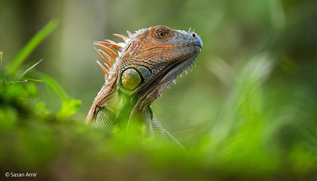 Sony FE 400-800mm F6.3-8 G OSS